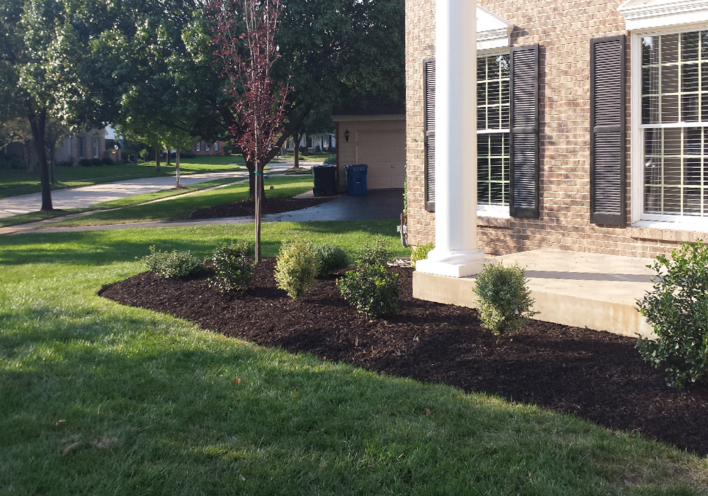 A redesigned front bed with fresh dark mulch and new planting beside a brick house