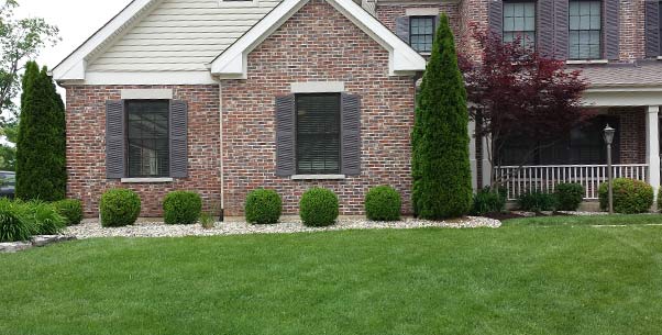 A thick green lawn in front of a brick house after fertilization