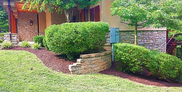Shrubs clipped to shape along a mulched bed at the front of a stone-faced house