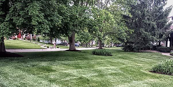 A wide park-like lawn under mature shade trees