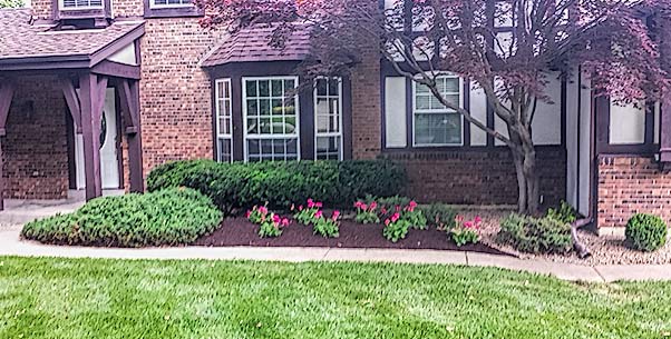 Dark mulch laid to a crisp edge along a front foundation bed